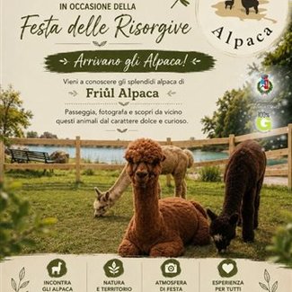 Arrivano gli alpaca!