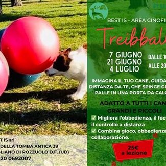 Treibball